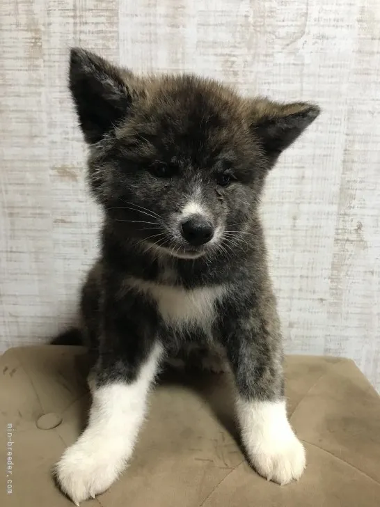 ID：2205-01747の子犬