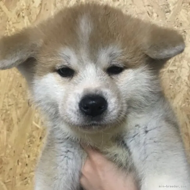 ID:2305-01136の子犬