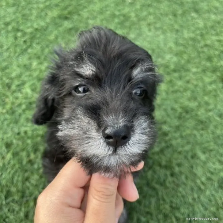 リク母 様のお迎えした子犬