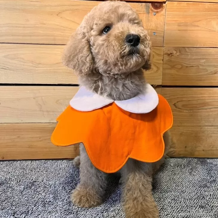 ID：2410-05165の子犬