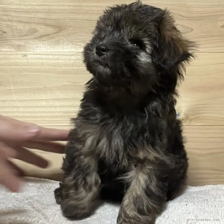 Y.K 様のお迎えした子犬