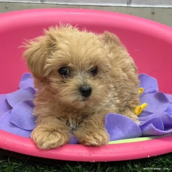 ID：2310-00230の子犬