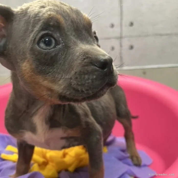 ID：2309-02472の子犬