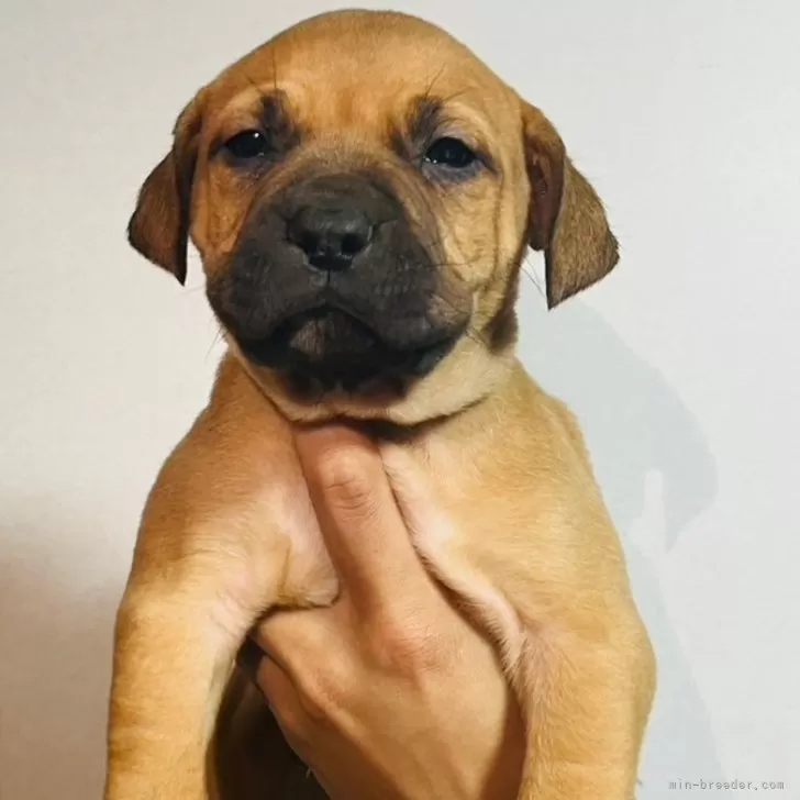 ID：2403-04428の子犬