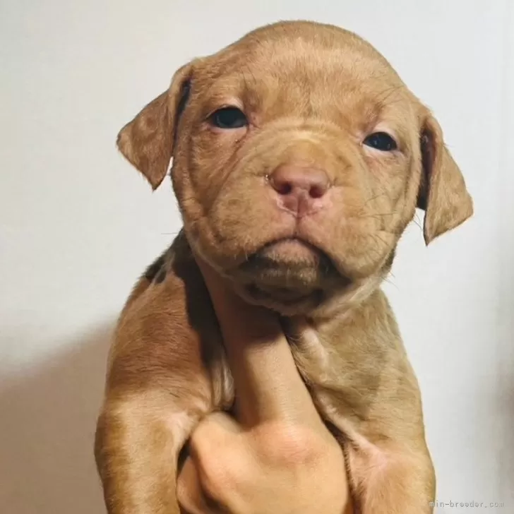 ID:2403-04612の子犬