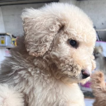スタンダードプードル【福岡県・男の子・2024年3月11日・クリーム】の写真「可愛い♥️♥️もふもふクリクリお目目の男の子‼️」