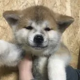 秋田犬【福岡県・女の子・2023年3月14日・赤】の写真1