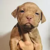 アメリカンブリー【福岡県・女の子・2024年1月27日・チョコ】の写真1