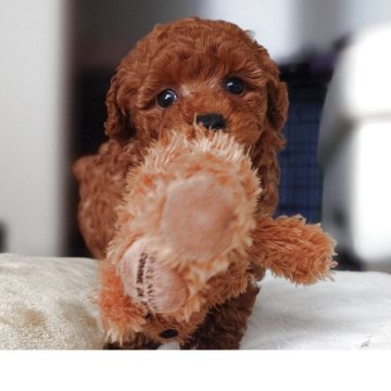 トイプードル(タイニー)【千葉県・女の子・2025年10月8日・レッド】の写真「超ドワーフの両親から産まれた短足女子♥️」