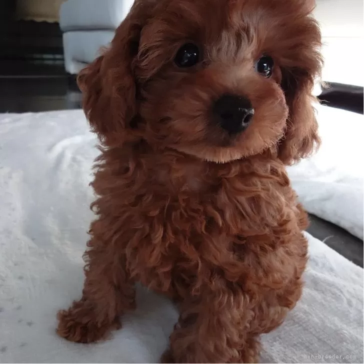 ID：2410-04642の子犬