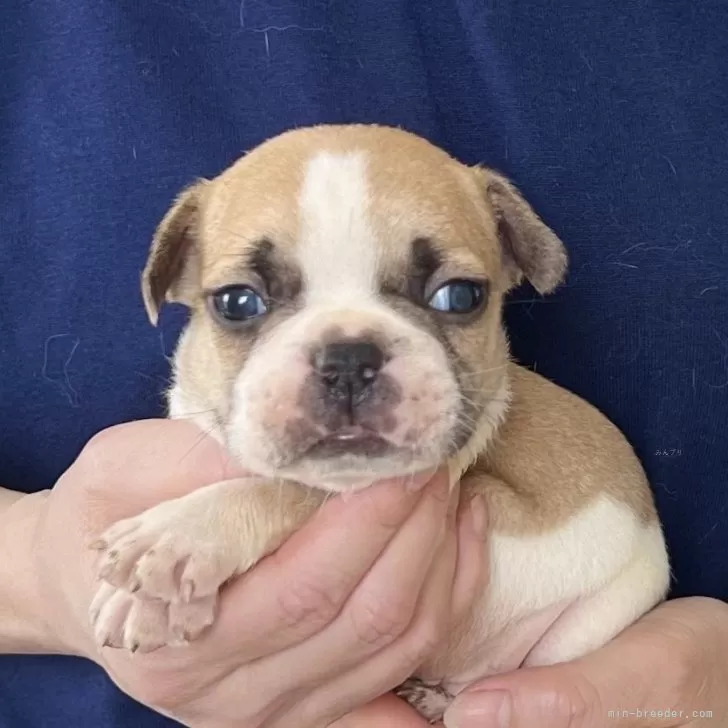 トトタンク 様のお迎えした子犬