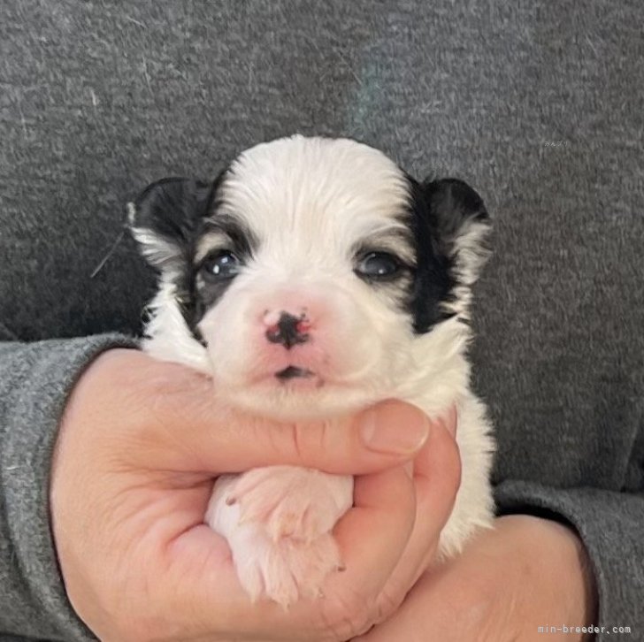 ブリーダー画像