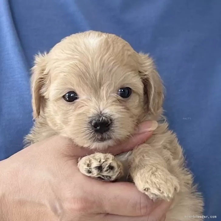ID:2507-06723の子犬
