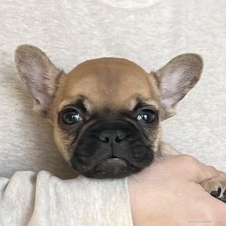 フレンチブルドッグ【愛知県・男の子・2025年10月9日・フォーン(レッドフォーン)】の写真1