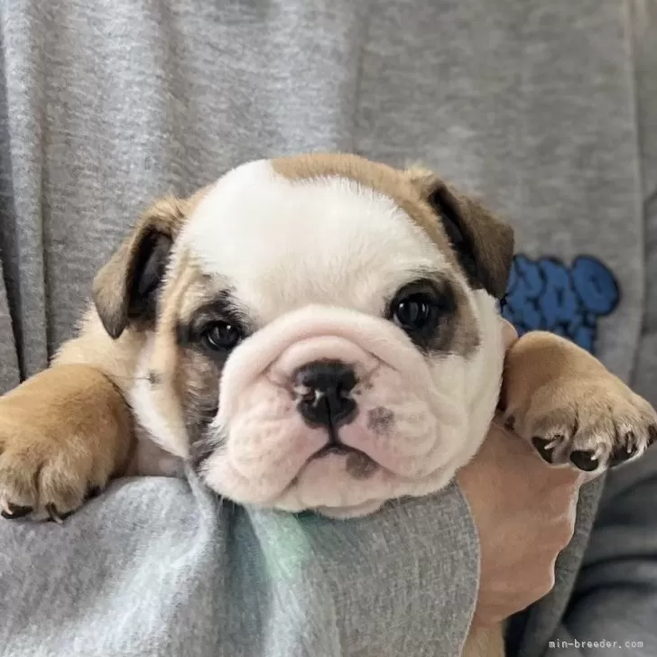 ID:2502-04499の子犬