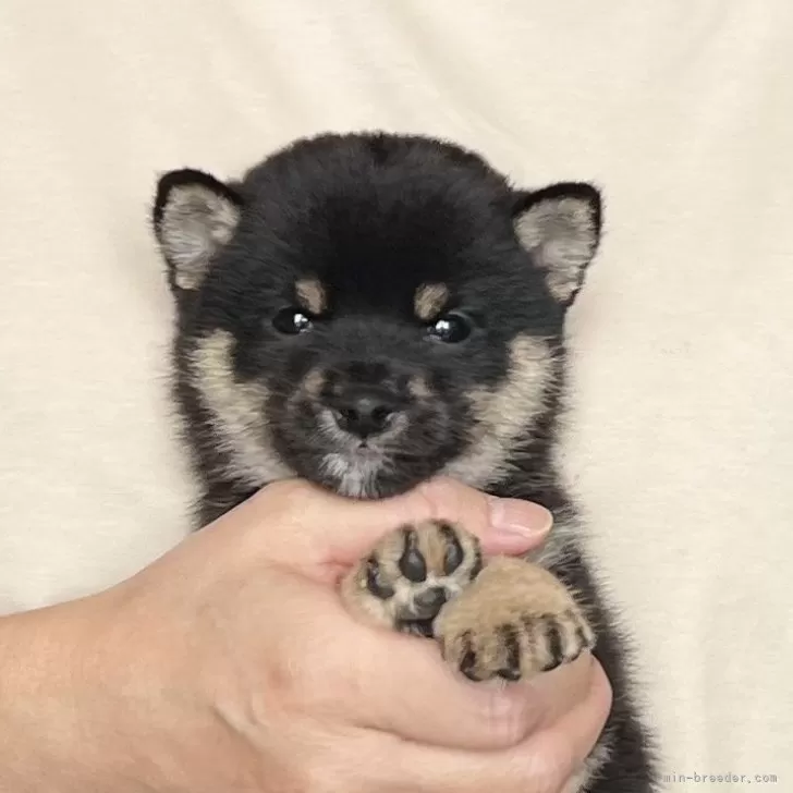 ID:2509-00382の子犬