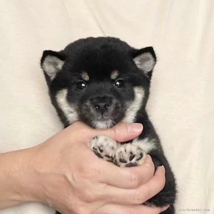 T.Y 様のお迎えした子犬