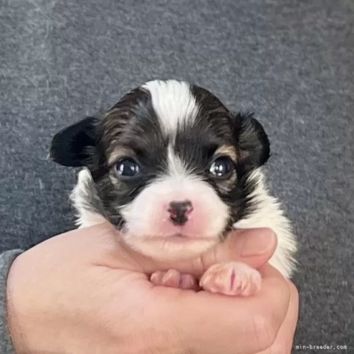 パピヨン【愛知県・男の子・2025年10月26日・トライ】の写真1