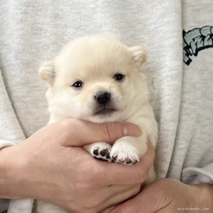 ID：2502-06560の子犬
