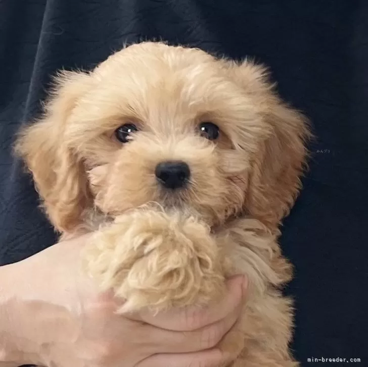 Y.M 様のお迎えした子犬