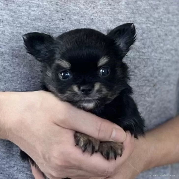 チワワ(ロング)【愛知県・男の子・2025年10月19日・ブラック&amp;タン】の写真1