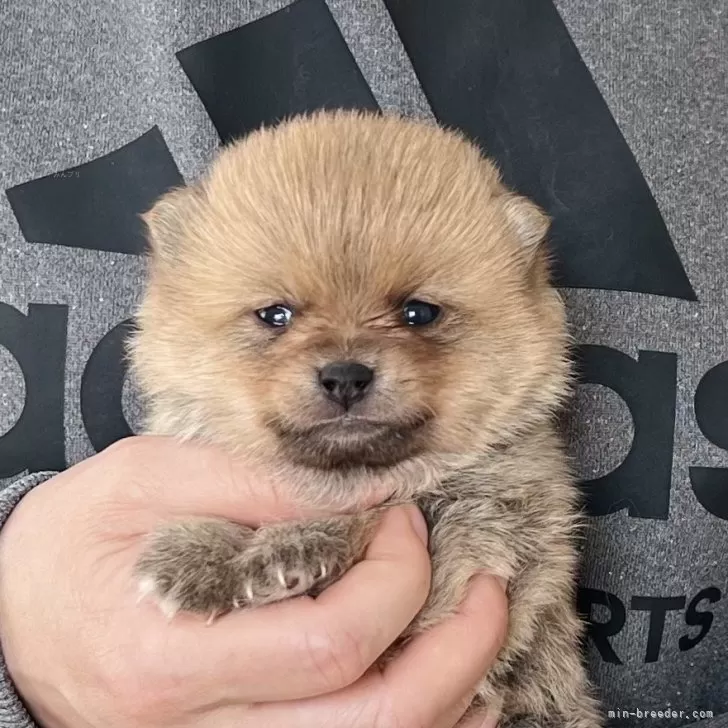 ID：2503-06943の子犬