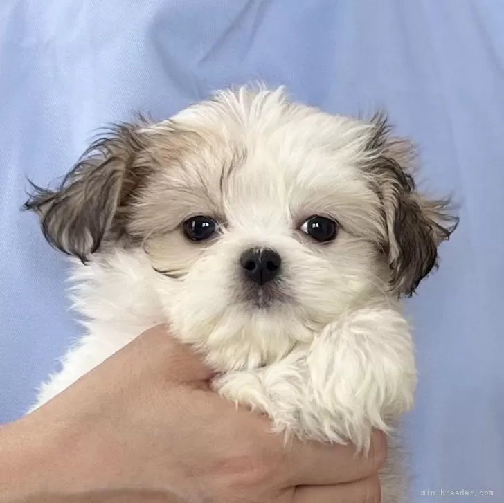 ID：2507-04539の子犬