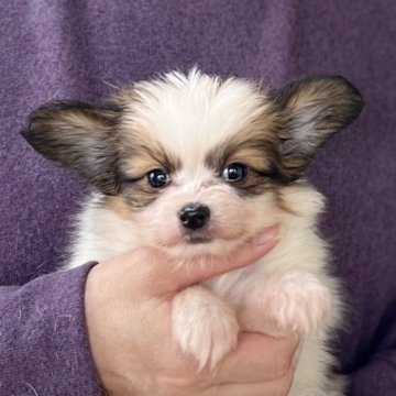 パピヨン【愛知県・女の子・2025年9月13日・ホワイト&レッド】の写真「10/30までのネット限定販売🌟両親VWDクリア」