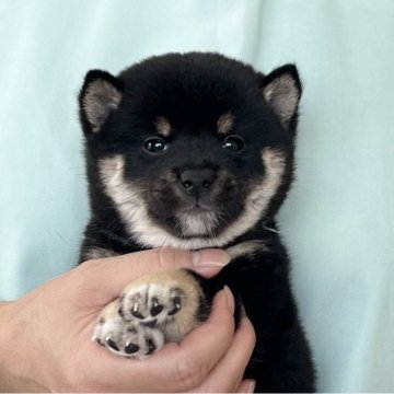 柴犬(豆柴)【愛知県・女の子・2025年7月24日・黒】の写真「9/19までのネット限定販売✨両親遺伝子クリア⭐️」
