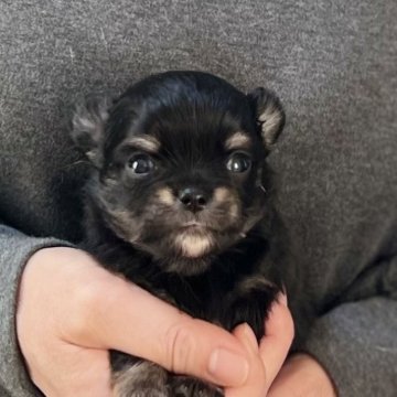 チワワ(ロング)【愛知県・男の子・2025年10月19日・ブラック&タン】の写真「12/15までのネット限定販売🌟両親遺伝子クリア」