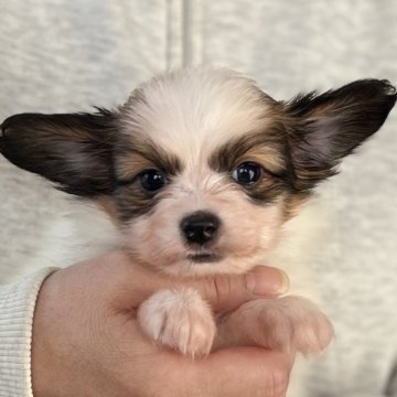 パピヨン【愛知県・女の子・2025年9月13日・ホワイト&レッド】の写真「10/30までのネット限定販売🌟両親VWDクリア」