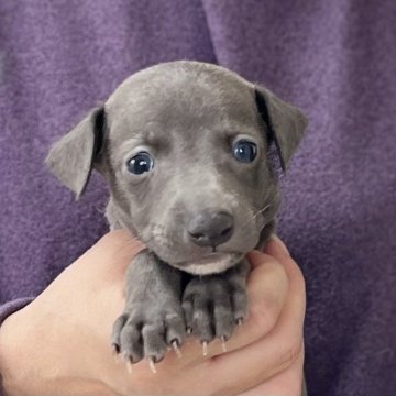 イタリアングレーハウンド【愛知県・男の子・2025年10月1日・ブルーホワイトマーキングス】の写真「11/27までのネット限定販売🌟両親遺伝子クリア」