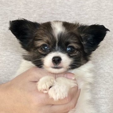 パピヨン【愛知県・男の子・2025年10月26日・ホワイト&ブラウン】の写真「12/22までのネット限定販売🌟両親VWDクリア」