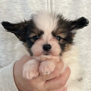 パピヨン【愛知県・女の子・2025年9月13日・ホワイト&セーブル】の写真「11/9までのネット限定販売🌟両親VWDクリア」