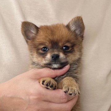 ポメ柴(ポメラニアン×柴犬)【愛知県・女の子・2025年8月1日・レッド】の写真「9月27日までのネット限定販売⭐️両親遺伝子クリア」