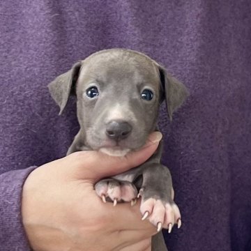 イタリアングレーハウンド【愛知県・男の子・2025年10月1日・ブルーホワイト】の写真「11/27までのネット限定販売🌟両親遺伝子クリア」