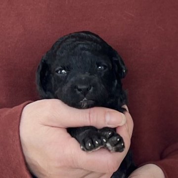 トイプードル(トイ)【愛知県・女の子・2025年11月26日・シルバー(グレー)】の写真「1/22までのネット限定販売🌟両親遺伝子クリア」