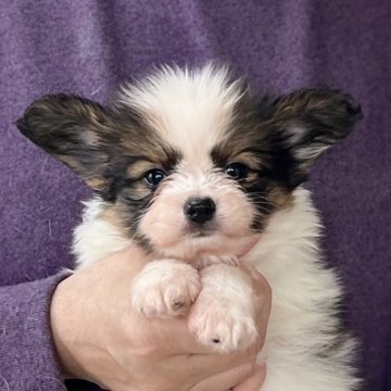 パピヨン【愛知県・女の子・2025年9月13日・ホワイト&セーブル】の写真「11/9までのネット限定販売🌟両親VWDクリア」