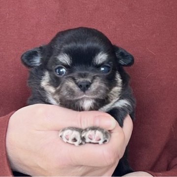 チワワ(ロング)【愛知県・女の子・2025年11月22日・ブラッククリーム&ホワイト】の写真「1/18までのネット限定販売🌟両親遺伝子クリア」