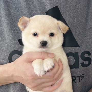 ミックス(柴犬×チワワ)【愛知県・男の子・2025年2月10日・クリーム】の写真「4月8日までのネット限定販売⭐️」