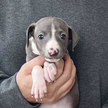 イタリアングレーハウンド【愛知県・女の子・2025年10月1日・ブルーホワイト】の写真「11/27までのネット限定販売🌟両親遺伝子クリア」