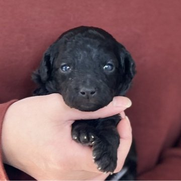 トイプードル(トイ)【愛知県・男の子・2025年11月26日・シルバー(グレー)】の写真「1/22までのネット限定販売🌟両親遺伝子クリア」