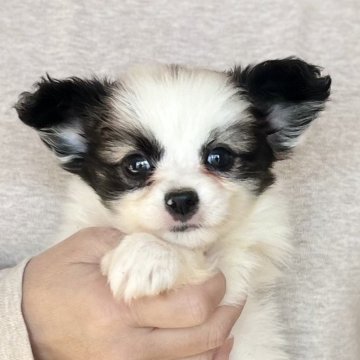 パピヨン【愛知県・男の子・2025年10月26日・ホワイト&ブラウン】の写真「12/22までのネット限定販売🌟両親VWDクリア」