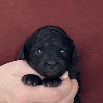 トイプードル(トイ)【愛知県・女の子・2025年11月26日・シルバー(グレー)】の写真「1/22までのネット限定販売🌟両親遺伝子クリア」