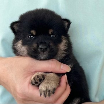 柴犬(豆柴)【愛知県・男の子・2025年8月7日・黒】の写真「10/3までのネット限定販売✨極小豆柴🌟」