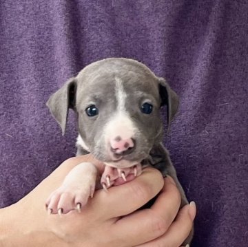 イタリアングレーハウンド【愛知県・女の子・2025年10月1日・ブルーホワイト】の写真「11/27までのネット限定販売🌟両親遺伝子クリア」