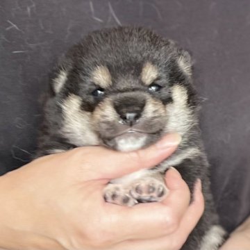 柴犬(豆柴)【愛知県・男の子・2025年9月25日・黒】の写真「11/21までのネット限定販売🌟両親遺伝子クリア」