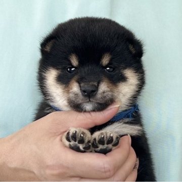 柴犬(豆柴)【愛知県・女の子・2025年8月7日・黒】の写真「10/3までのネット限定販売✨両親遺伝子クリア」
