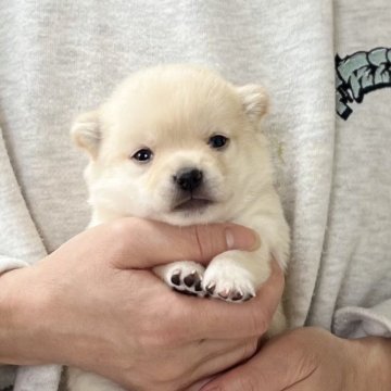 ミックス(柴犬×チワワ)【愛知県・男の子・2025年2月10日・クリーム】の写真「4月8日までのネット限定販売⭐️」