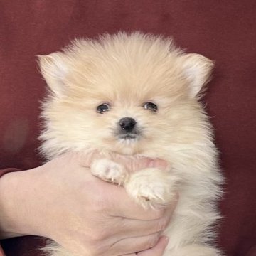 ポメラニアン【愛知県・女の子・2025年10月25日・クリーム】の写真「12/21までのネット限定販売🌟両親遺伝子クリア」